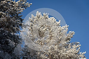 Winter trees spruce with hoarfrost frosty