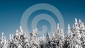 Upper branches of firs under snow