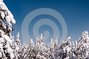Upper branches of firs under snow
