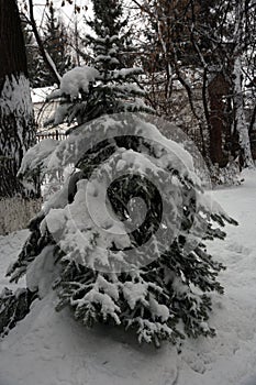 Winter trees under the snow