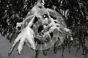 Winter trees under the snow