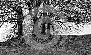 Winter trees with wide roots Avebury