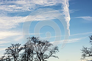 Winter treetops and blue sky