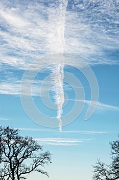 Winter treetops and blue sky, outdoors theme