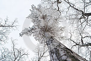 Winter treetops covered with snow