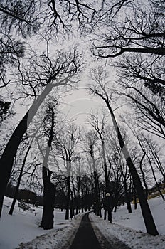 Winter treetops