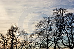 Winter treetops and sunset