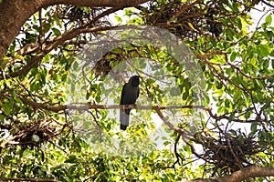 Winter tropical treescape with Indian house crow