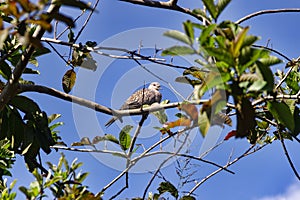 Winter tropical treescape with Spotted Dove photo