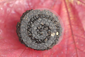 Winter truffle Tuber spp. on a red background