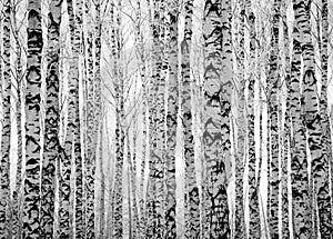 Winter trunks birch trees