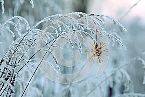 Winter twigs and grass covered with frost and snow