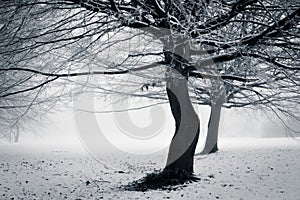 Winter - with a twist