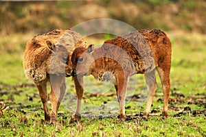 Two  young calves playing on the grass