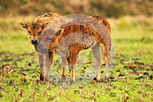 Two  young calves playing on the grass
