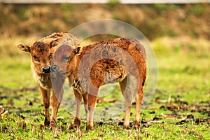 Two  young calves playing on the grass