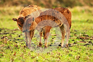 Two  young calves playing on the grass