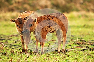 Two  young calves playing on the grass