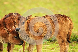 Two  young calves playing on the grass