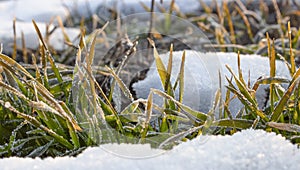 Winter under the snow, morning sunrise, wheat leaves covered with hoarfrost