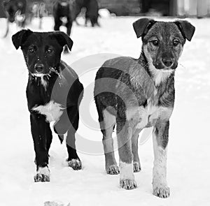 Winter urban landscape with two dogs