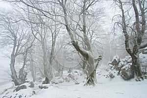 Winter in Urbasa, Navarra photo