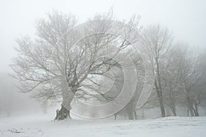 Winter in Urbasa, Navarra photo