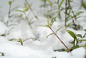 Winter vegetation