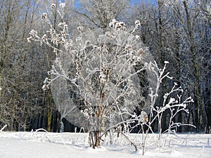 Winter vegetation, bushes and trees covered with hoarfrost and snow, ice feather