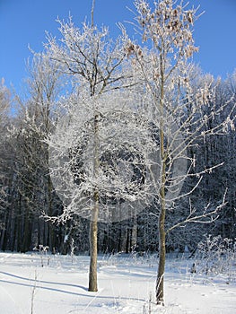 Winter vegetation, shrubs and trees covered with hoarfrost and snow, ice feather