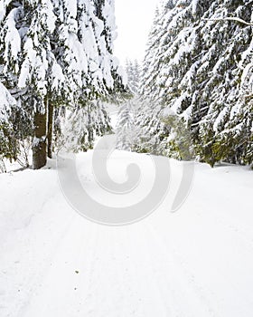 Winter vertical background