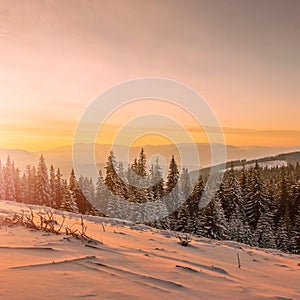 winter vertical  landscape, amazing sunset view, beautiful sunrise in mountains, Carpathians, Chornohora range. Hoverla,  Ukraine,
