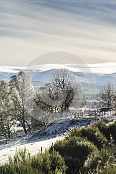 Winter view at Abernethy in the Cairngorms of Scotland.