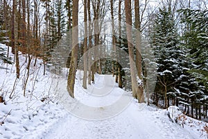 Winter view of alley in the park