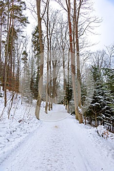 Winter view of alley in the park