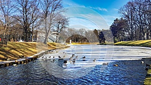 A winter view along a frozen Riga canal with a flock of wild ducks