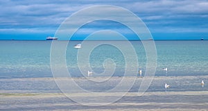 Winter view of Baltic sea with gulls on water and ships over maritime horizon offshore Gdynia Orlowo district of Tricity in Poland