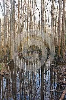 Winter View at Congaree National Park