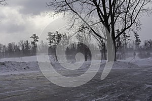 Winter view of the field and the trees in Petrie Island Area near Ottawa River