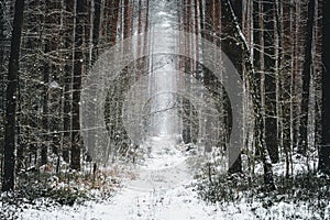 Winter view of forest pathway