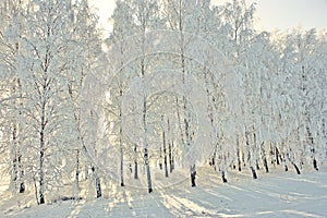 Winter view with frost birches