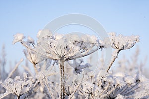 winter view with frost and snow covered dry plants