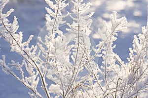 winter view with frost and snow covered dry plants