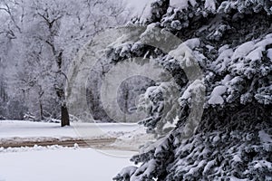 Winter view, frost on spurce branches