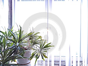 Winter View From Indoor Plant Corner by Bright Window