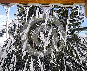 Winter view from a lodge in the mountains with evergreen trees covered in snow and icycles forming from the wooden rood,  in Ranca