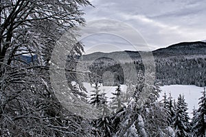 Winter view of a mountain forest