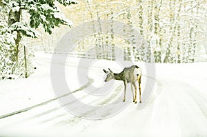 Winter view of a mule deer crossing the road surrounded by high trees covered in snow