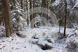 Winter view of natural forest with pine and spruces