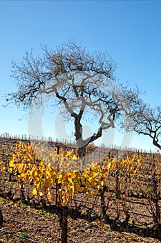 Winter view of oak trees in Central California vineyard in California USA